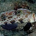 SIGNIGOBIUS BIOCELLATUS