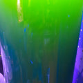 Synechococcus sp.Plankton – phytoplankton vivo per coralli e filtratori