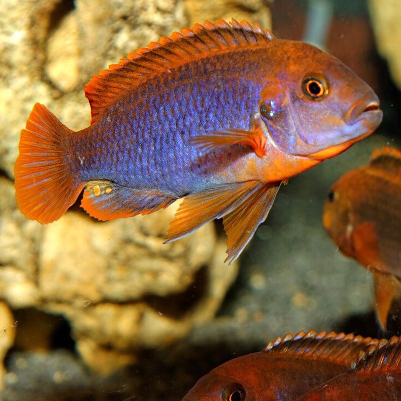 IODOTROPHEUS SPRENGERAE 4-5CM