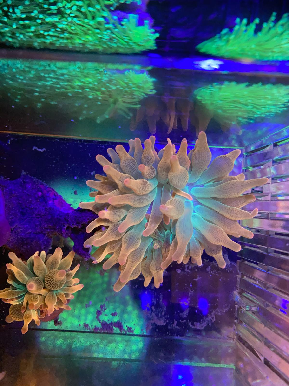ENTACMEA SUNBURST