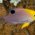 CRISIPTERA TALBOTI
