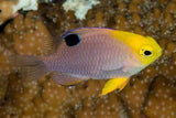 CRISIPTERA TALBOTI