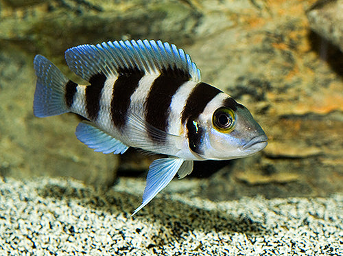 NEOLAMPROLOGUS TETRACEPHALUS