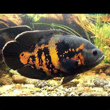 ASTRONOTUS PESCE OSCAR