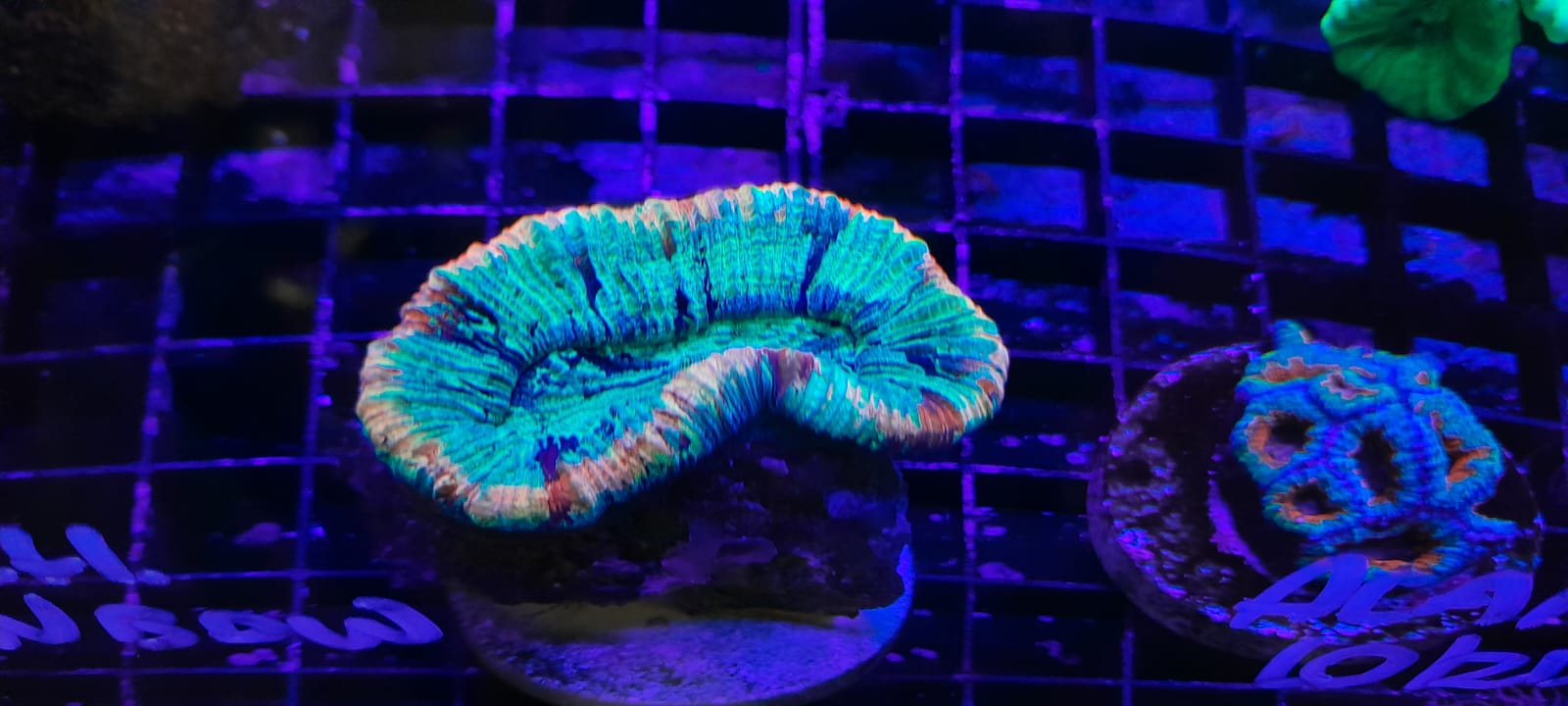 TRACHYPHYLLIA SPP. RAINBOW