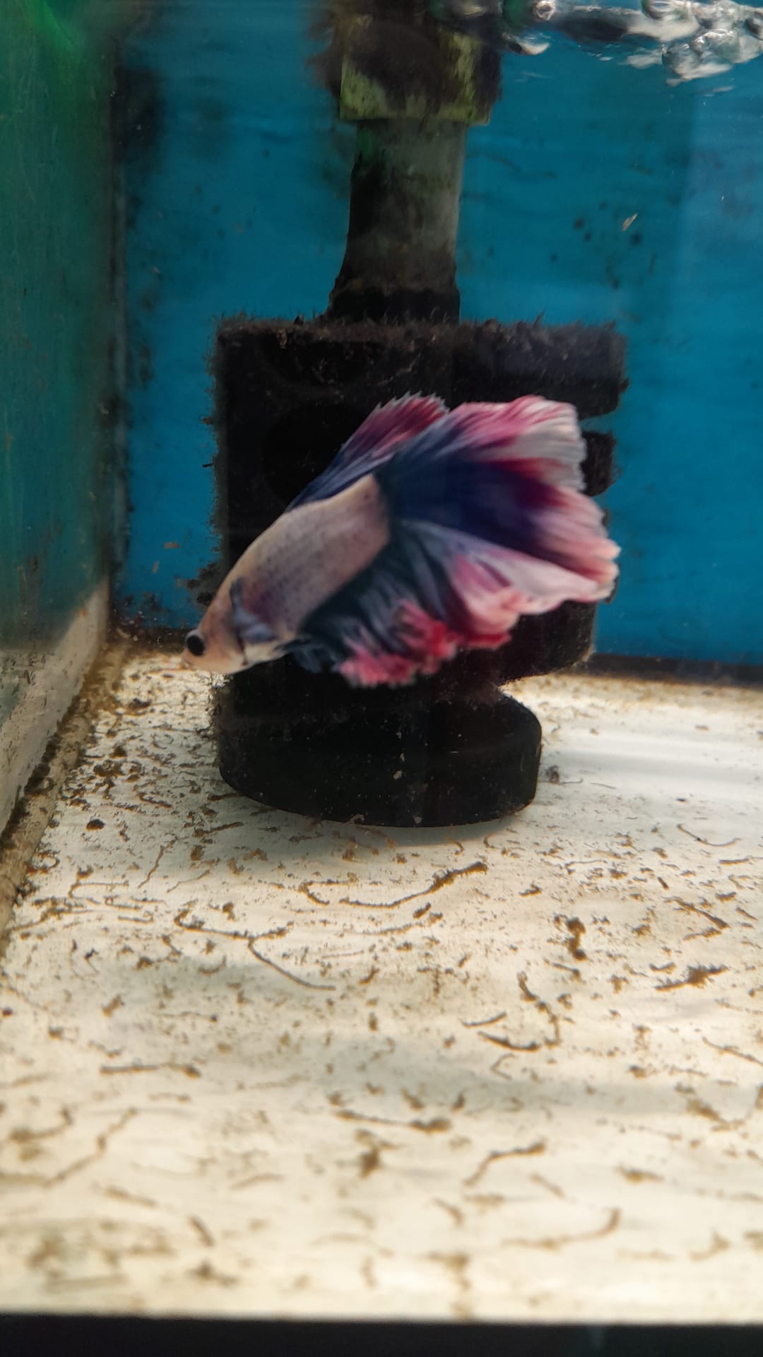 11- BETTA TRICOLOR