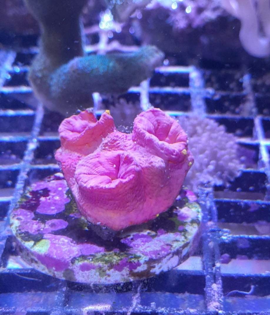 TUBASTREA FAAULKNERI ORANGE FRAG