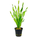 AQUAFLEUR PIANTE - VALLISNERIA SPIRALIS