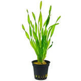 AQUAFLEUR PIANTE - VALLISNERIA SPIRALIS