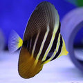 ZEBRASOMA VELIFERUM