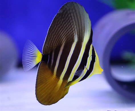 ZEBRASOMA VELIFERUM