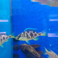 NIMBOCHROMIS VENUSTUS 5-6CM