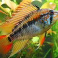 APISTOGRAMMA SP