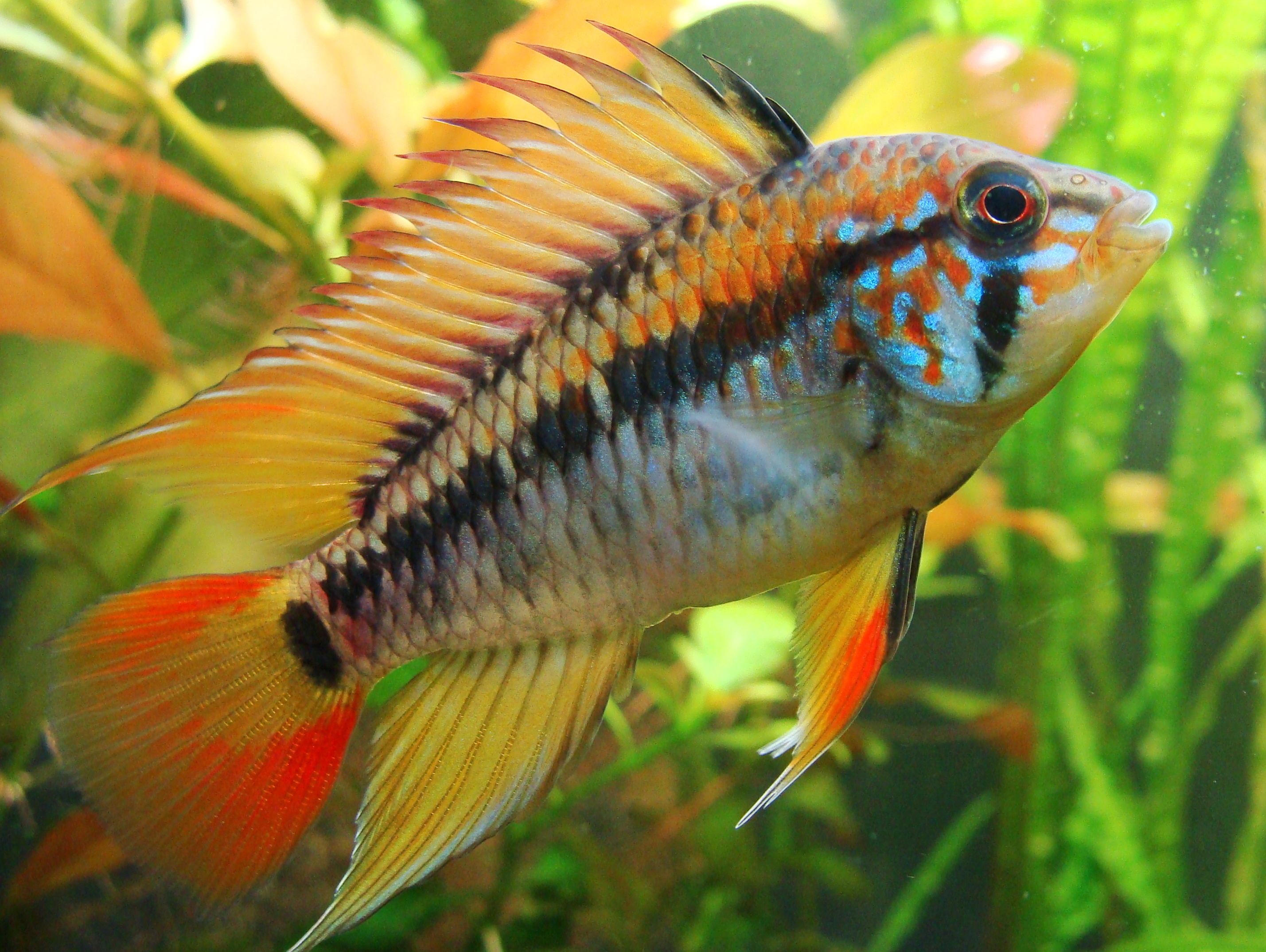 APISTOGRAMMA SP