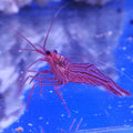 LYSMATA WUNDERMANNI