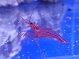 LYSMATA WUNDERMANNI