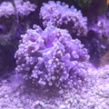 EUPHYLLIA YAEYAMAENSIS ORANGE PINK 1 HEAD