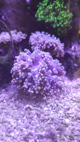 EUPHYLLIA YAEYAMAENSIS ORANGE PINK 1 HEAD