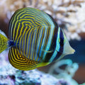 ZEBRASOMA DESJARDINI
