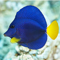 ZEBRASOMA XANTHURUM